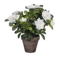 Decorative Plant Mica...
