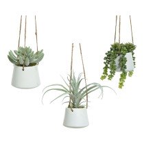 Decorative Plant 800073...