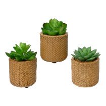 Decorative Plant EDM 898158...