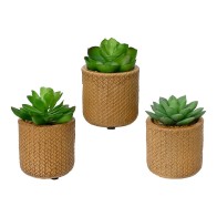 Decorative Plant EDM 898158...
