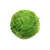 Decorative Plant  Ball Moss...