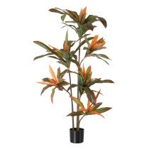 Decorative Plant Dracaena...