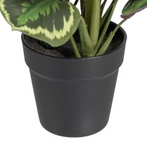 Decorative Plant 37 x 37 x 41 cm Green PVC