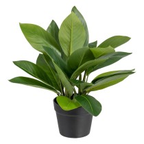 Decorative Plant 50 x 45 x 48 cm Green PVC