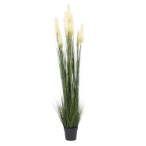 Decorative Plant 44 x 48 x 200 cm Green Cream PVC