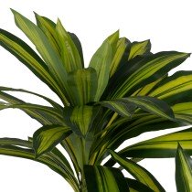 Decorative Plant Rubber polypropylene 100 x 100 x 200 cm