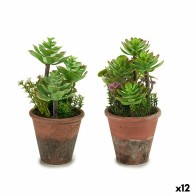 Decorative Plant Succulent...