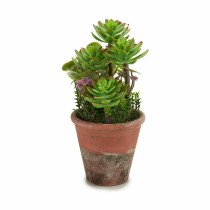 Decorative Plant Succulent Plastic 16 x 23 x 16 cm (12 Units)