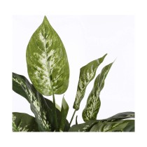 Decorative Plant Mica Decorations Dieffenbachia Dieffenbachia Green PVC (15,7 x 70 cm)