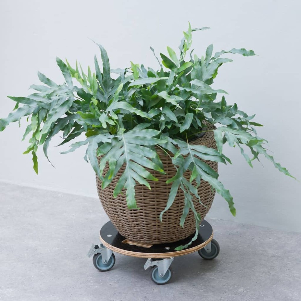 Nature Plant Trolley Square 38x38 cm Black Wood