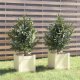 Garden Planters 2 pcs Black 31x31x31 cm Solid Pinewood
