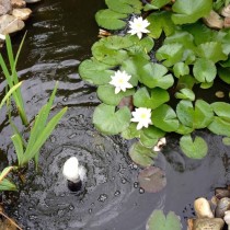 Ubbink 3 Piece Decorative Water Lilies Set White