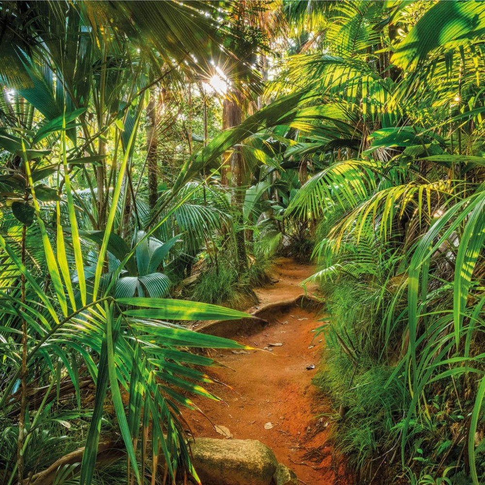 Komar Photo Mural Jungle Trail 368x254 cm