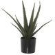 Decorative Plant Alexandra House Living Plastic Aloe Vera 11 x 11 x 39 cm