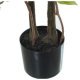 Decorative Plant Alexandra House Living Plastic Fig Tree 18 x 22 x 162 cm