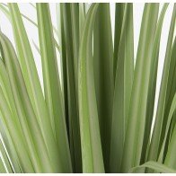 Decorative Plant Alexandra...