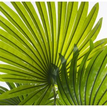 Decorative Plant Alexandra House Living Plastic Palm tree 180 cm