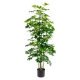 Decorative Plant Alexandra House Living Plastic Schefflera 155 cm