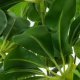 Decorative Plant Alexandra House Living Plastic Schefflera 155 cm