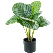 Decorative Plant Alexandra House Living Plastic Calathea 50 cm