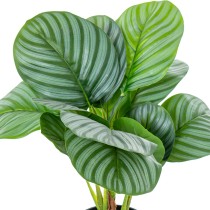 Decorative Plant Alexandra House Living Plastic Calathea 50 cm