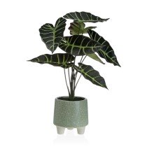 Decorative Plant Versa...
