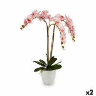 Decorative Plant Orchid...