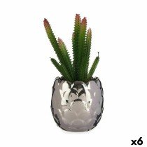 Decorative Plant Cactus...