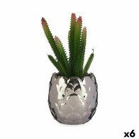 Decorative Plant Cactus...